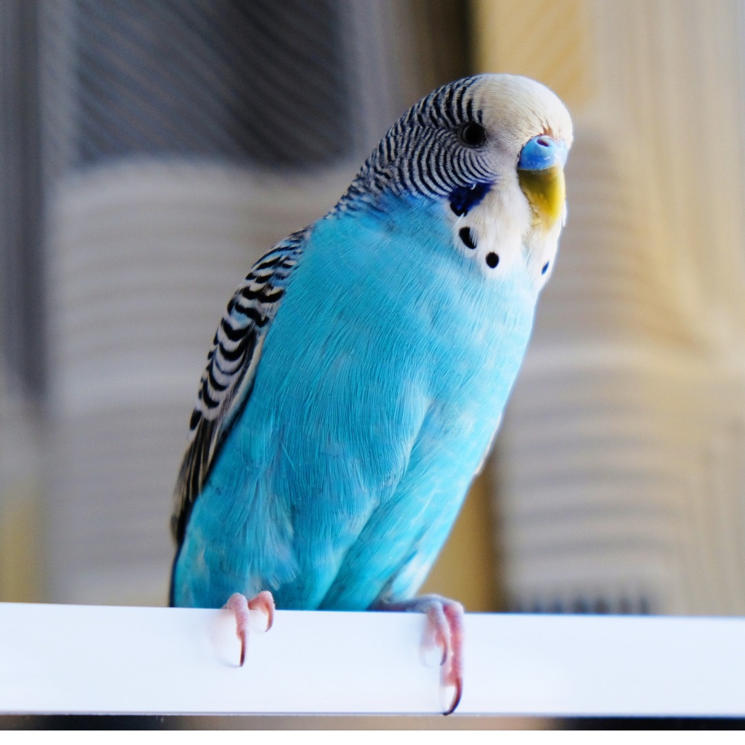 Rio
